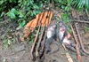 Nghệ An: Bắt nhóm đối tượng săn bắt động vật hoang dã, bắn voọc xám