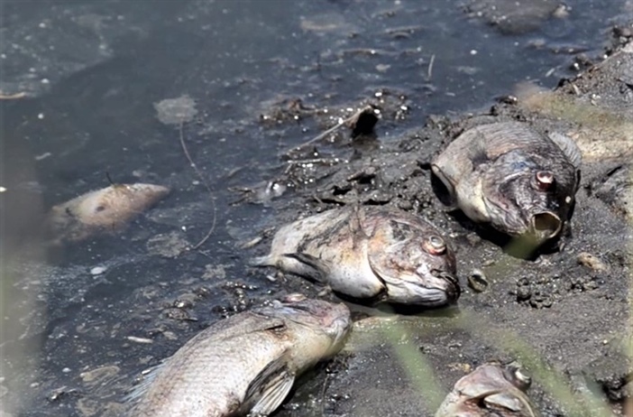 Quảng Ngãi: Cá chết nổi trắng hồ không rõ nguyên nhân