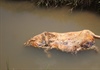 Quảng Nam: Người dân lén lút vứt xác lợn chết xuống kênh thủy lợi gây ô nhiễm