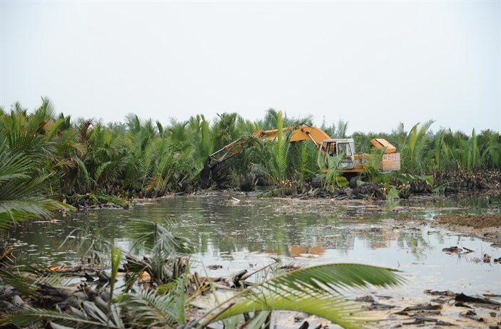 Quảng Nam: Xử lý nghiêm các hành vi phá hoại rừng dừa nước Bảy Mẫu