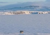 Nga bất ngờ phát hiện 5 hòn đảo mới ở Bắc Cực nhờ băng tan