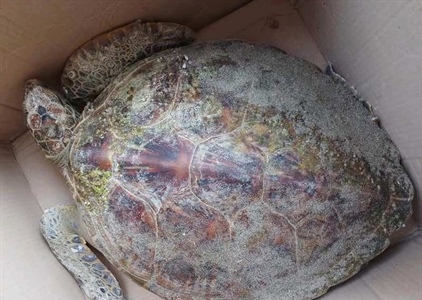 Quảng Nam: Liên tiếp xuất hiện cá heo, rùa xanh quý hiếm bị thương nặng...