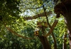 Anh: Xuất hiện công viên giải trí rừng cây trị giá 5 triệu bảng trong năm 2020