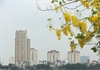 Hà Nội: Hoa muồng hoàng yến “nhuộm vàng” Hồ Tây